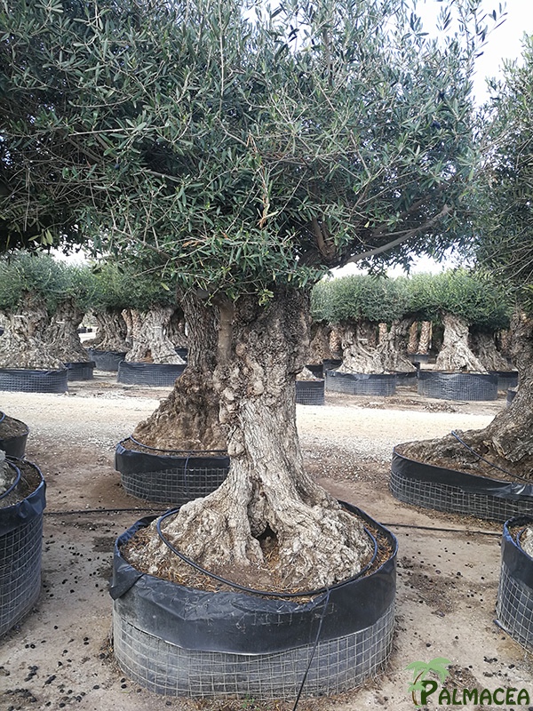 VV 3454 Olea europaea CTM lechin 100/120P