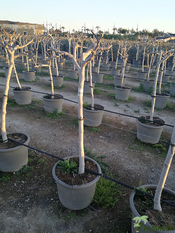 VV 4704 Ficus carica 26L taupe 1/2 tige 6/8P