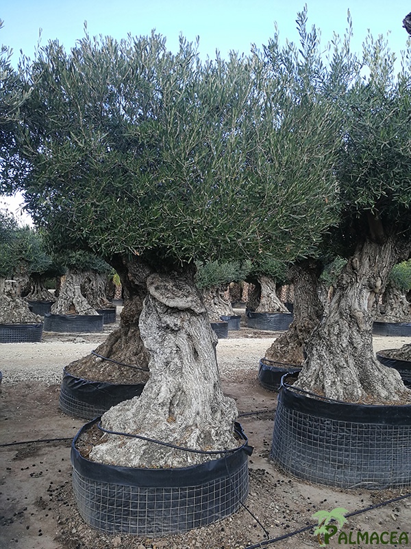 VV 4710 Olea europaea CTM lechin 140/180P