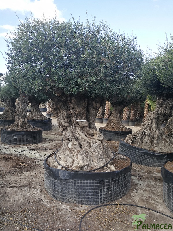 VV 4711 Olea europaea CTM lechin 180/220P