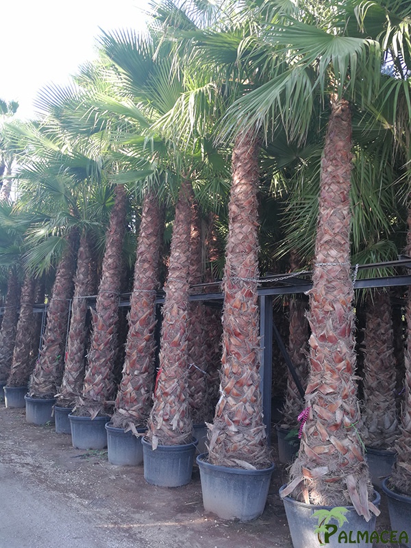 VV 4762 Washingtonia robusta CTR stipe 300/500T