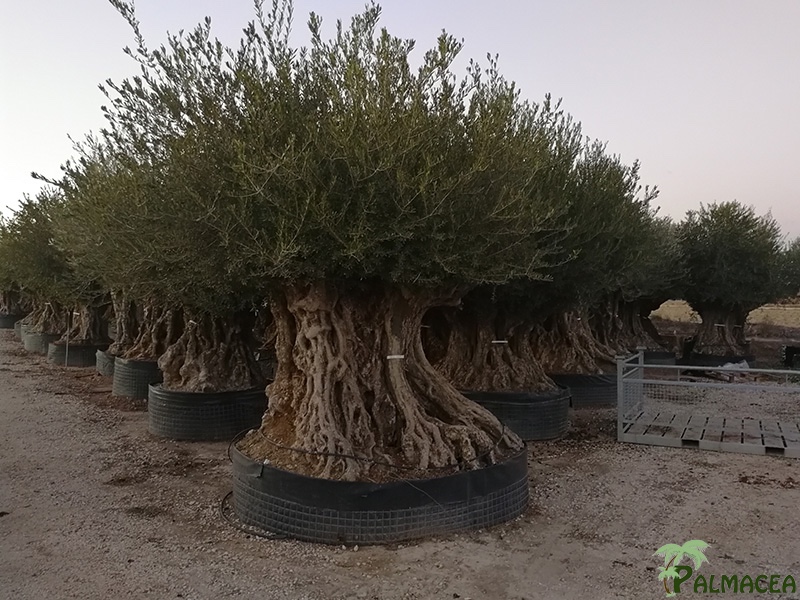 VV 6404 Olea europaea CTM maxi-bonsai 400/450P