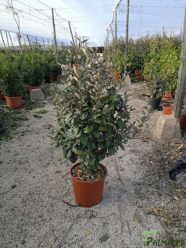 VV 6420 Eleagnus ebbengei 10L touffe