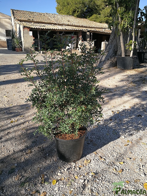 VV 6439 Pistacia lentiscus 25L touffe