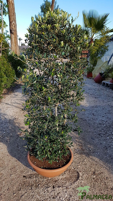 VV 6448 Olea europaea coupe 40 bonsai mini-tigette 60/80