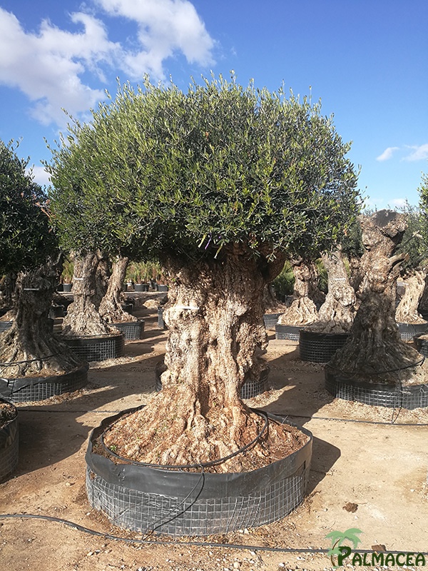 VV 6628 Olea europaea CTM lechin 260/320P