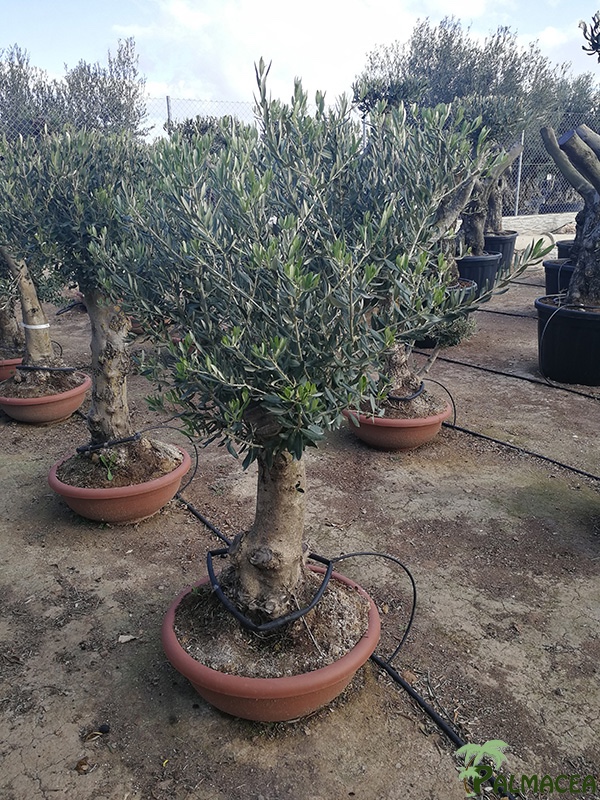 VV 7143 Olea europaea coupe D60 boule