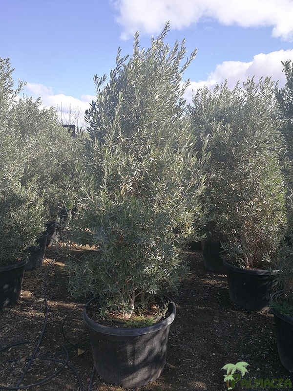 VV 7164 Olea europaea 180L pyramide 200/225