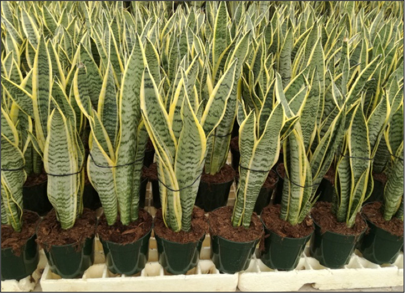 SO Sanseveria laurentii P20