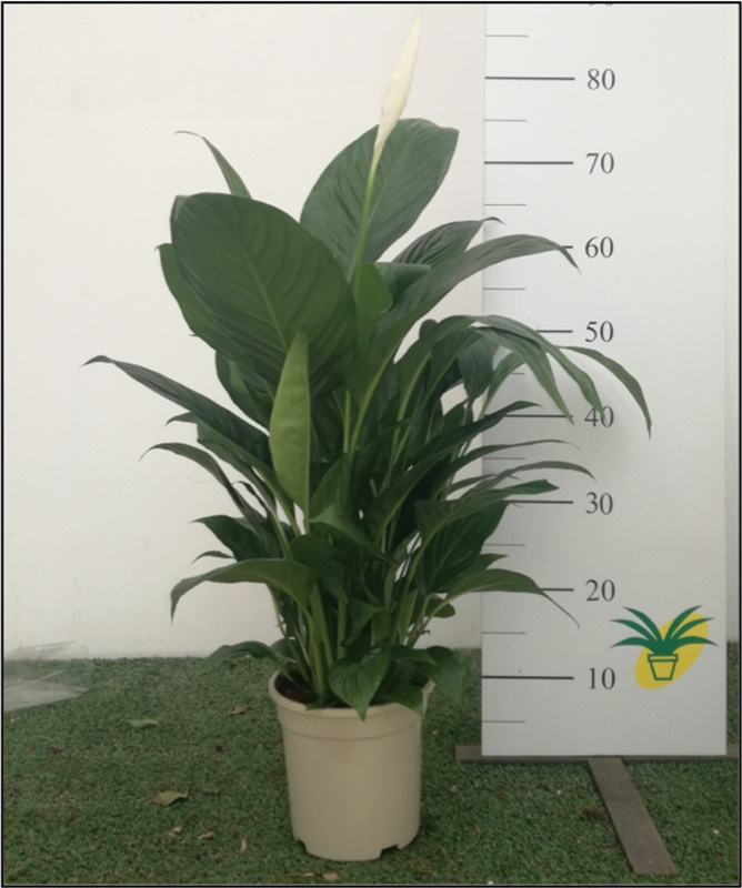 SO Spathiphyllum P17