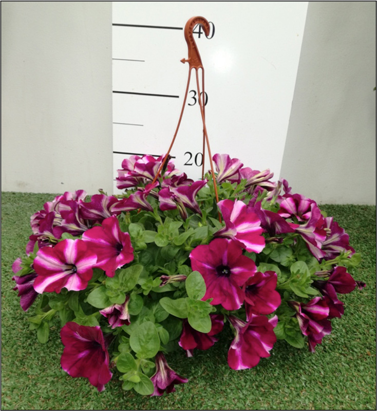 SO Surfinia P15 suspension