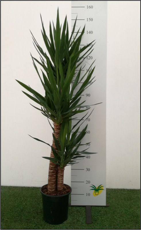 SO Yucca elegans P22