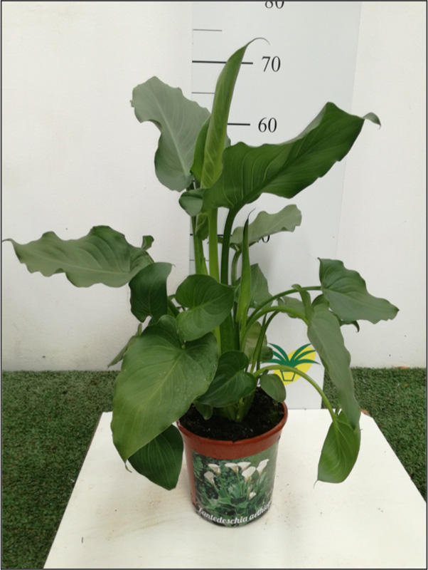 SO Zantedeschia P17