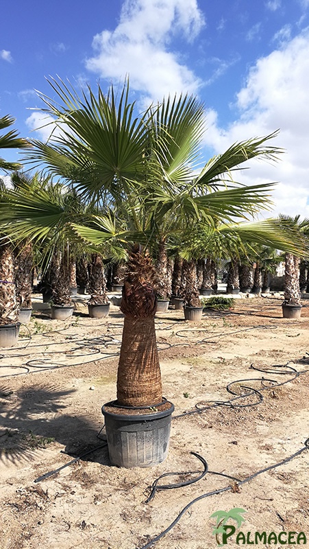 VV 7124 Washingtonia robusta Tahiti CTR stipe taille 100/300T