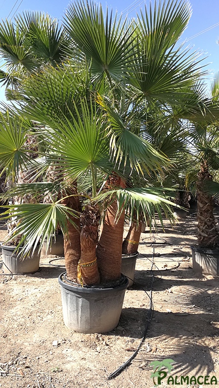 VV 7570 Washingtonia robusta Tahiti CTR cepee stipe taille 350/650T