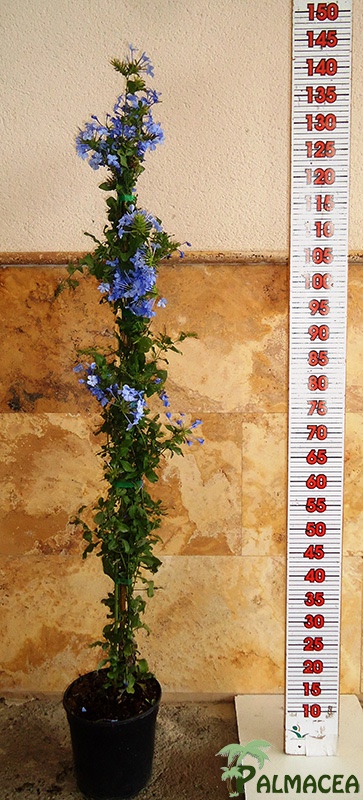 LC 3288 Plumbago capensis 5L tuteur
