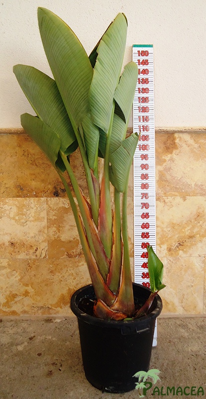 LC 3304 Strelitzia augusta 25L