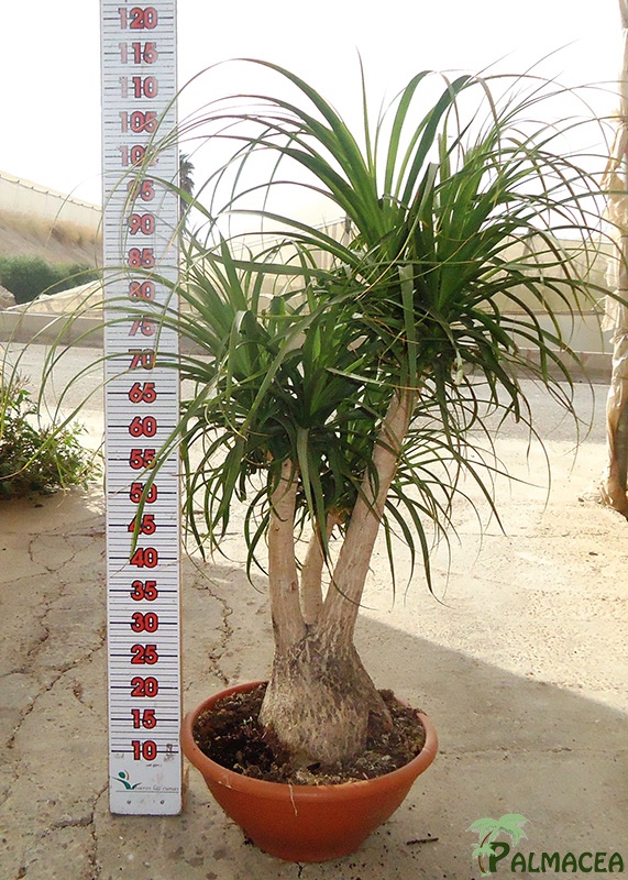 LC 7350 Beaucarnea recurvata 15L tronco ramificado
