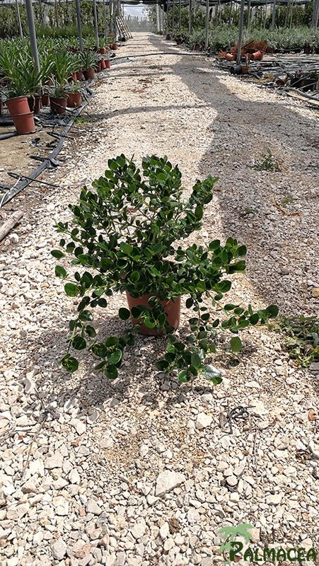 VV 6419 Carissa macrocarpa 2.5L touffe