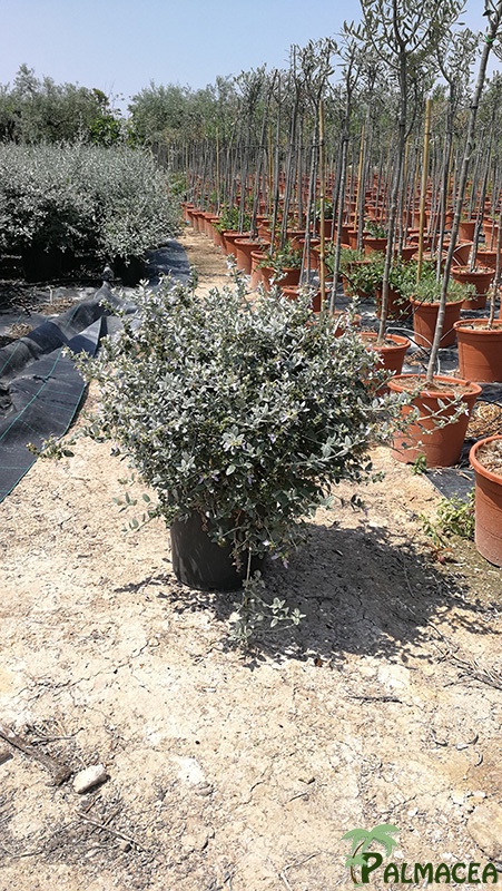 VV 6440 Teucrium fruticans 10L touffe