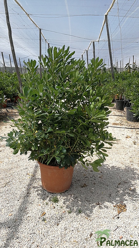 VV 6460 Pittosporum tobira 15L touffe