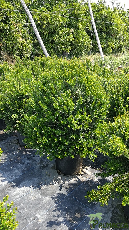 VV 7171 Myrtus communis Tarentina 15L touffe