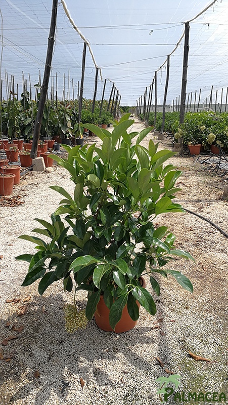 VV 7176 Viburnum lucidum 10L touffe