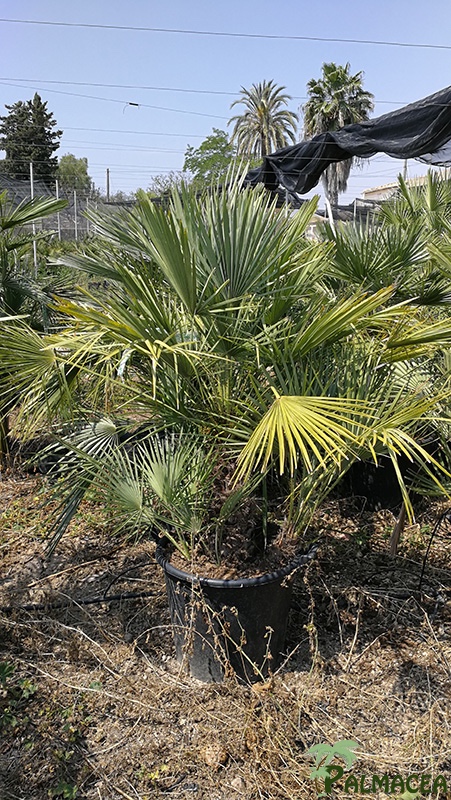 VV 7285 Chamaerops humilis 50L