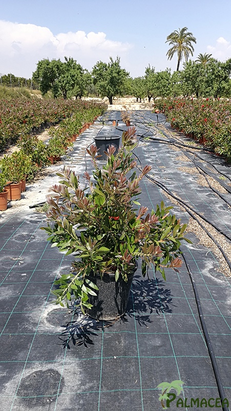 VV 7405 Callistemon citrinus Splendens 10L touffe