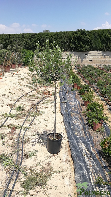VV 7408 Olea europaea cipressino 10L 1/2 tige