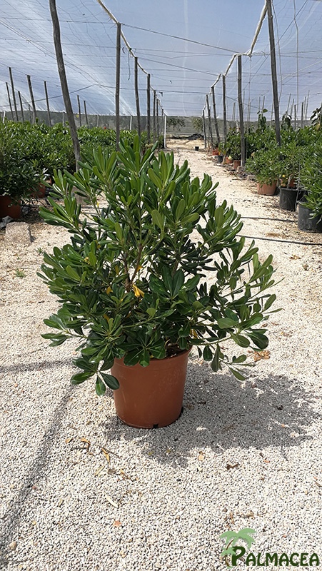 VV 7410 Pittosporum tobira 10L touffe