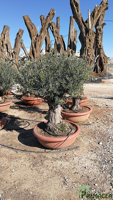 VV 7548 Olea europaea coupe D90 bonsai chiquipata 60/90P