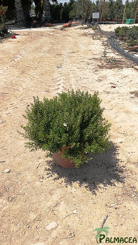 VV 7613 Myrtus communis Microphylla 7.5L touffe
