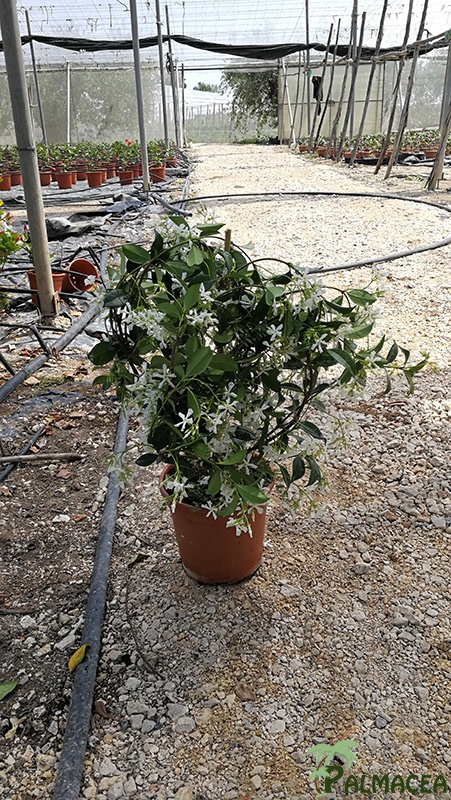 VV 7615 Rhyncospermum jasminoides 3L touffe