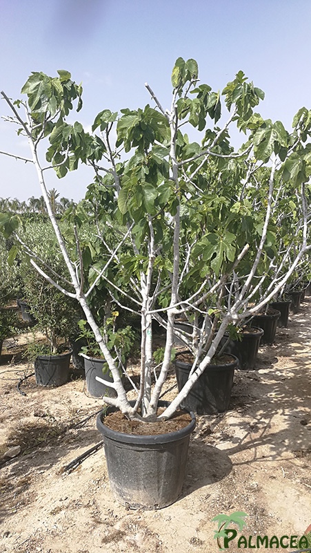VV 7640 Ficus carica 90L arbuste gobelet