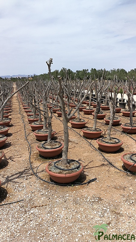 VV 7641 Olea europaea coupe D60 ramificado nuage
