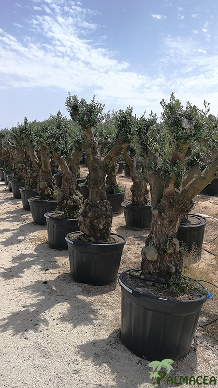 VV 7644 Olea europaea 230L tortuga vieille ecorce ramificado 70/100P