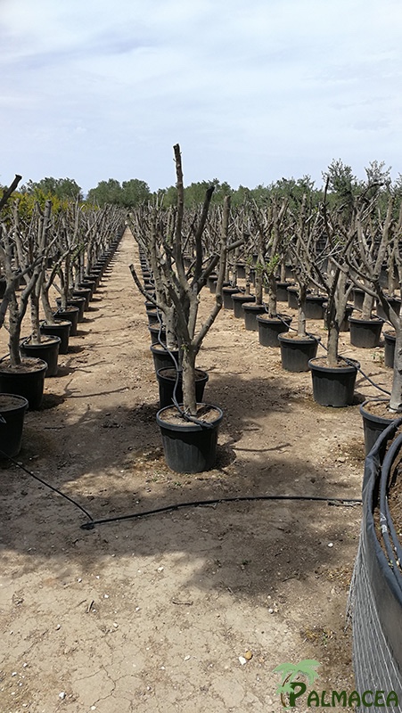 VV 7648 Olea europaea 35L ramificado 20/30P