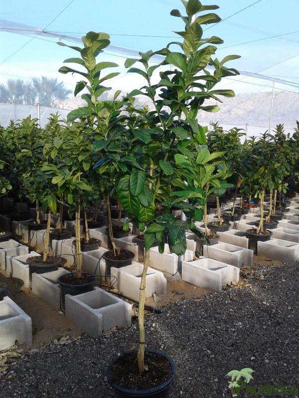 FV 5864 Citrus Main de Bouddha 15L 1/2 tige