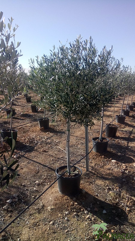 FV 6284 Olea europaea Cipressino 25L 1/2 tige 12/14P