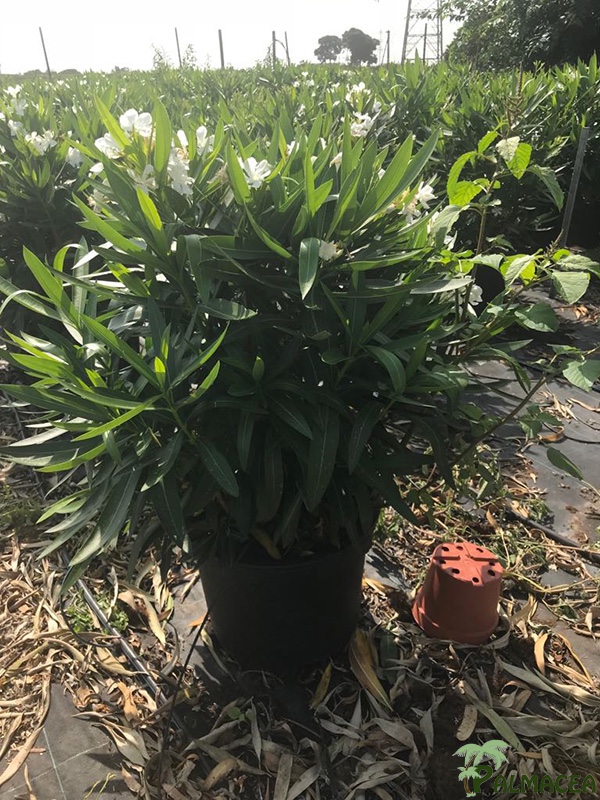 VS 5975 Nerium oleander 25L touffe