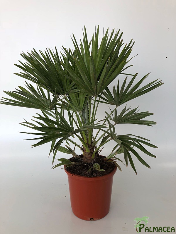 LP 6778 Chamaerops humilis 10L