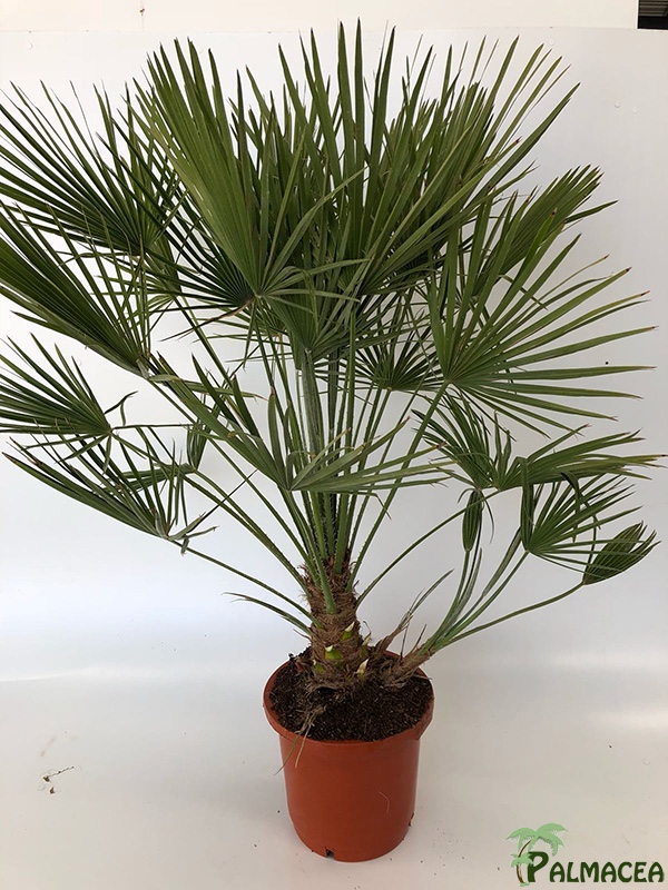 LP 6779 Chamaerops humilis 15L