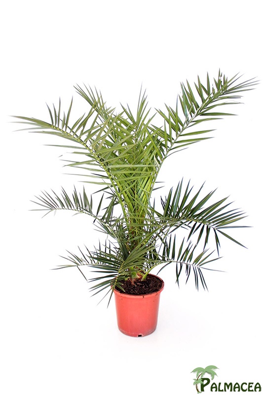 LP 6781 Phoenix canariensis 10L