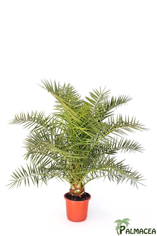LP 6782 Phoenix canariensis 15L