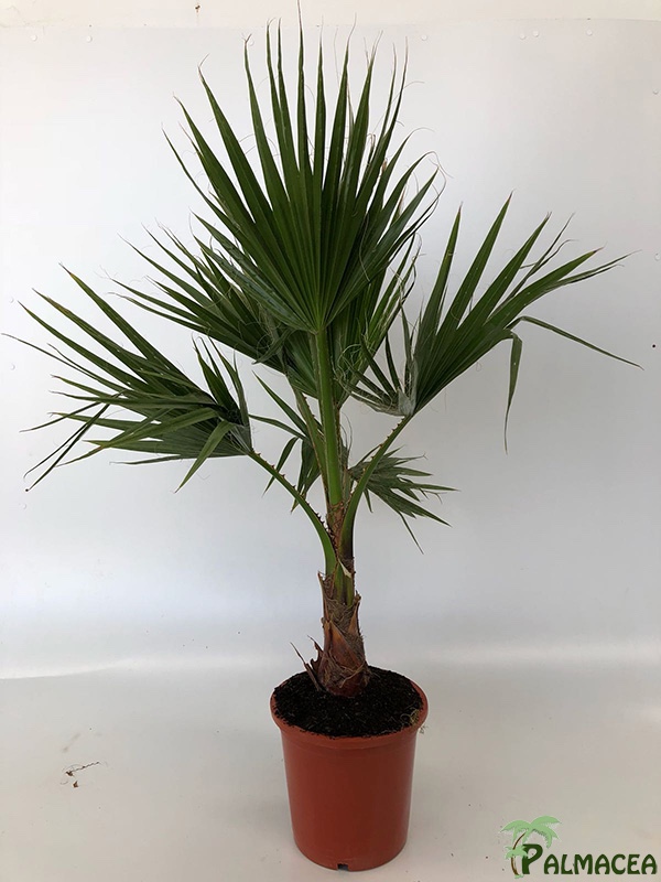 LP 6785 Washingtonia robusta 10L