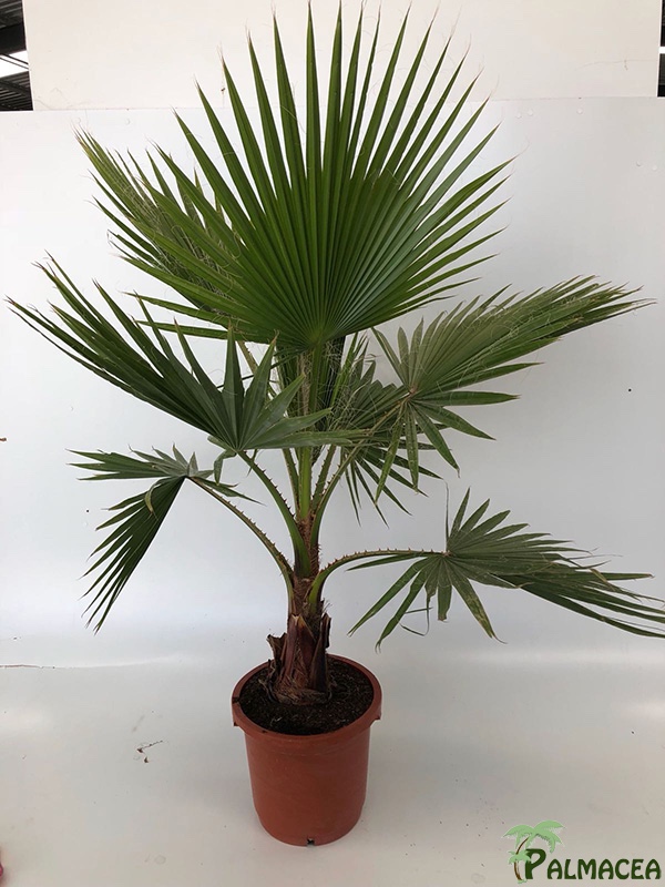 LP 6786 Washingtonia robusta 15L
