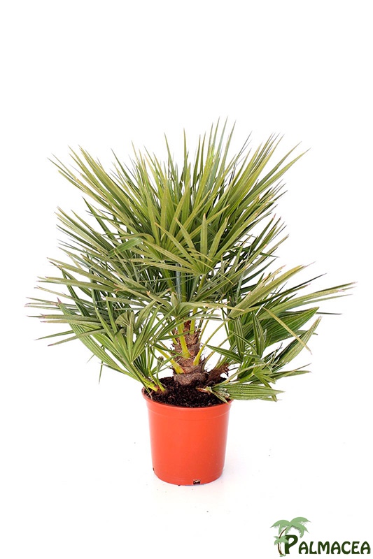 LP 7618 Chamaerops humilis 5L