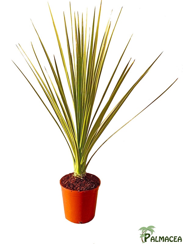 LP 7621 Cordyline indivisa 5L