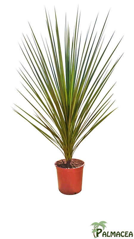LP 7622 Cordyline indivisa 10L